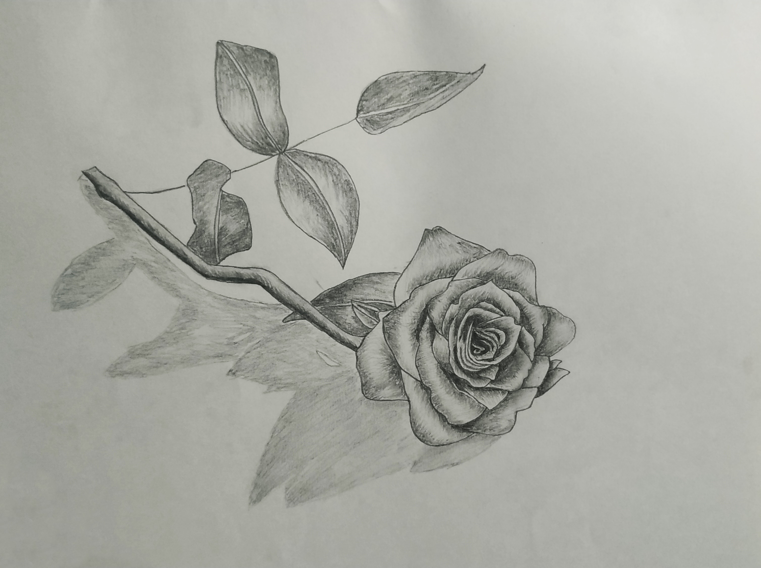 3d rose drawing