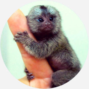 finger monkey