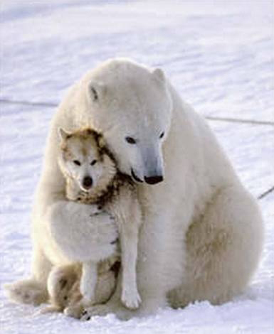 husky and polar bear mix