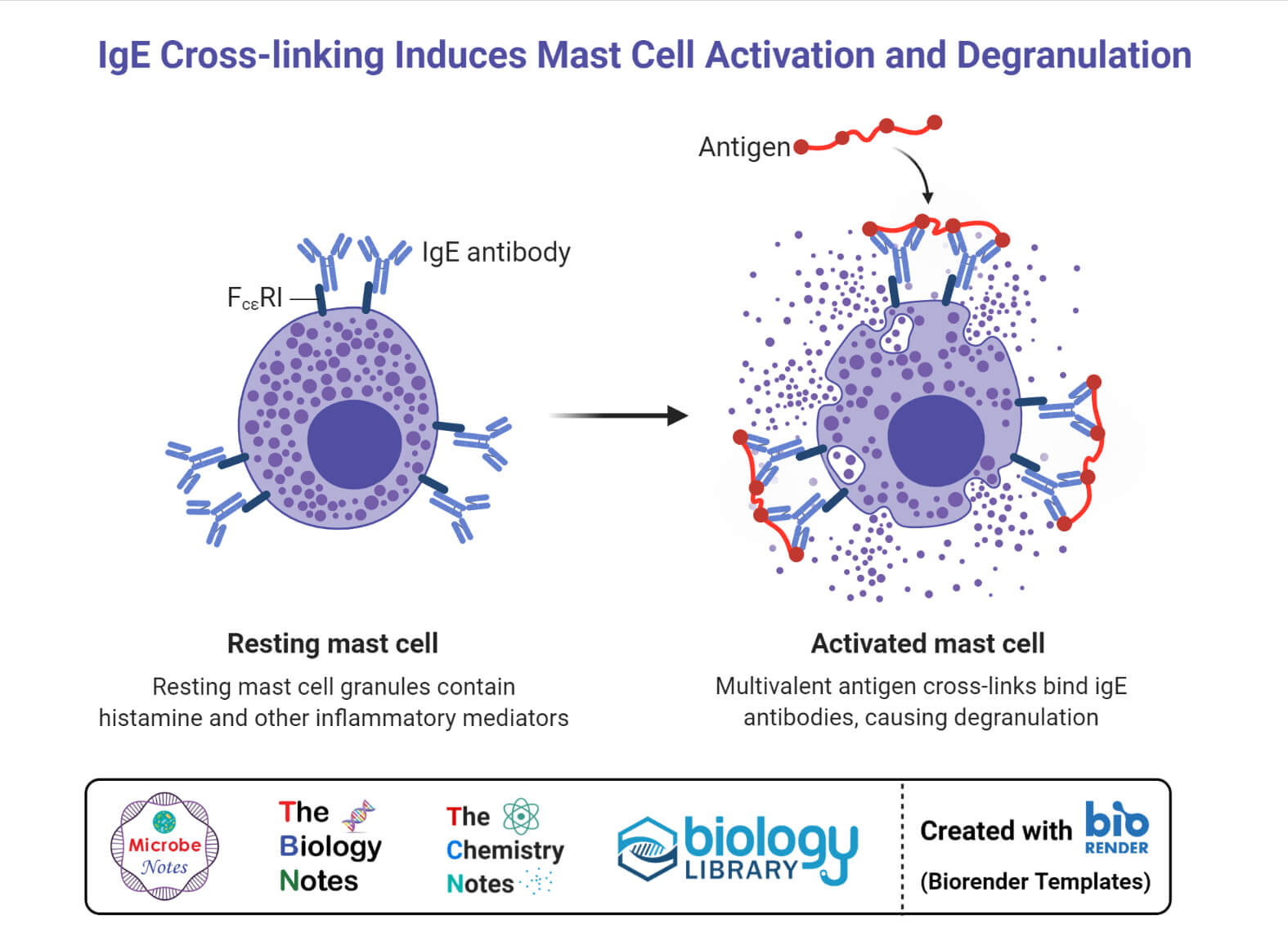 degranulation of mast cells