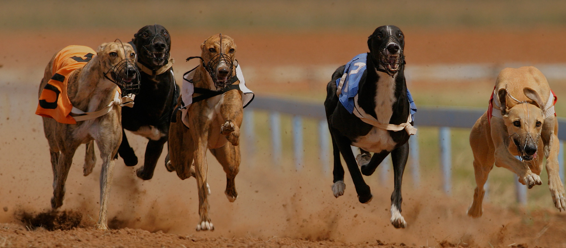 greyhound racecards