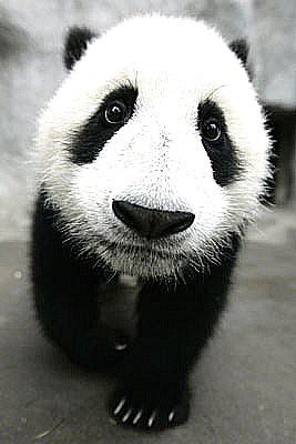 panda curioso