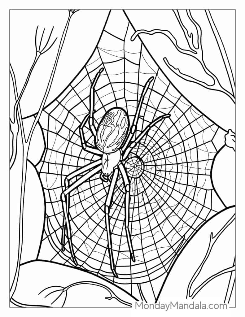 realistic spider coloring pages