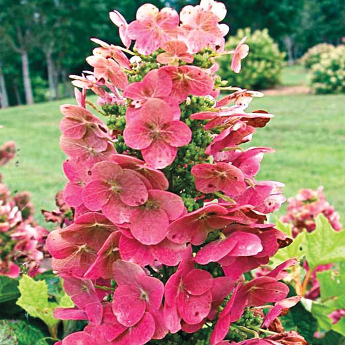 ruby slippers hydrangea for sale