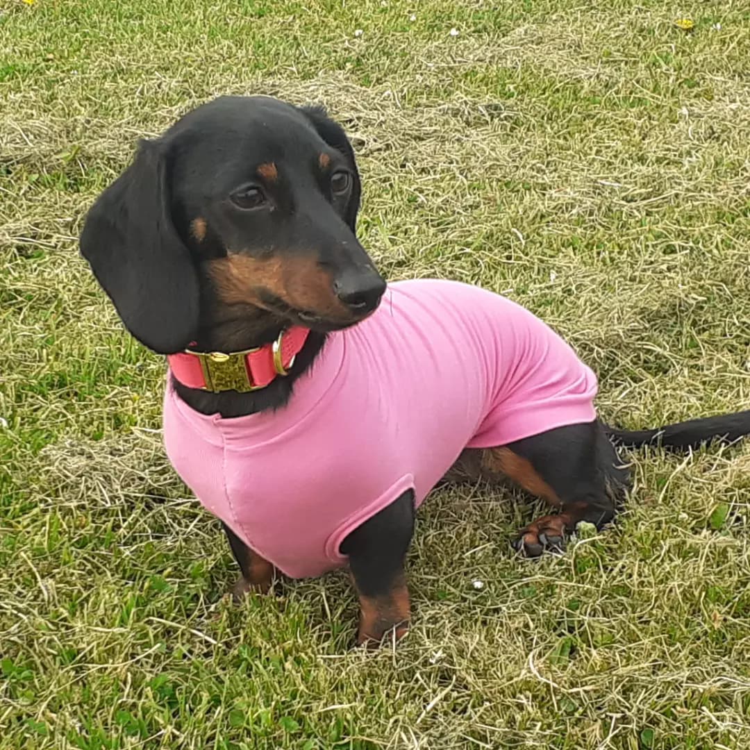 sausage dog apparel