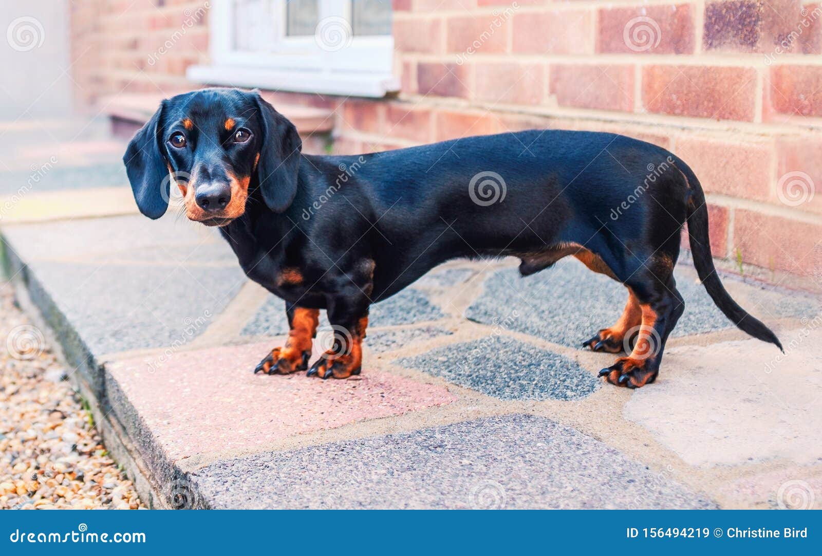 short haired mini dachshund