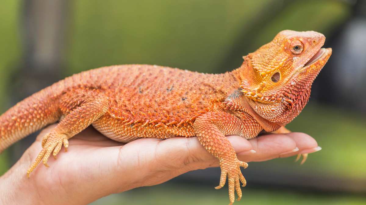 types of bearded dragon