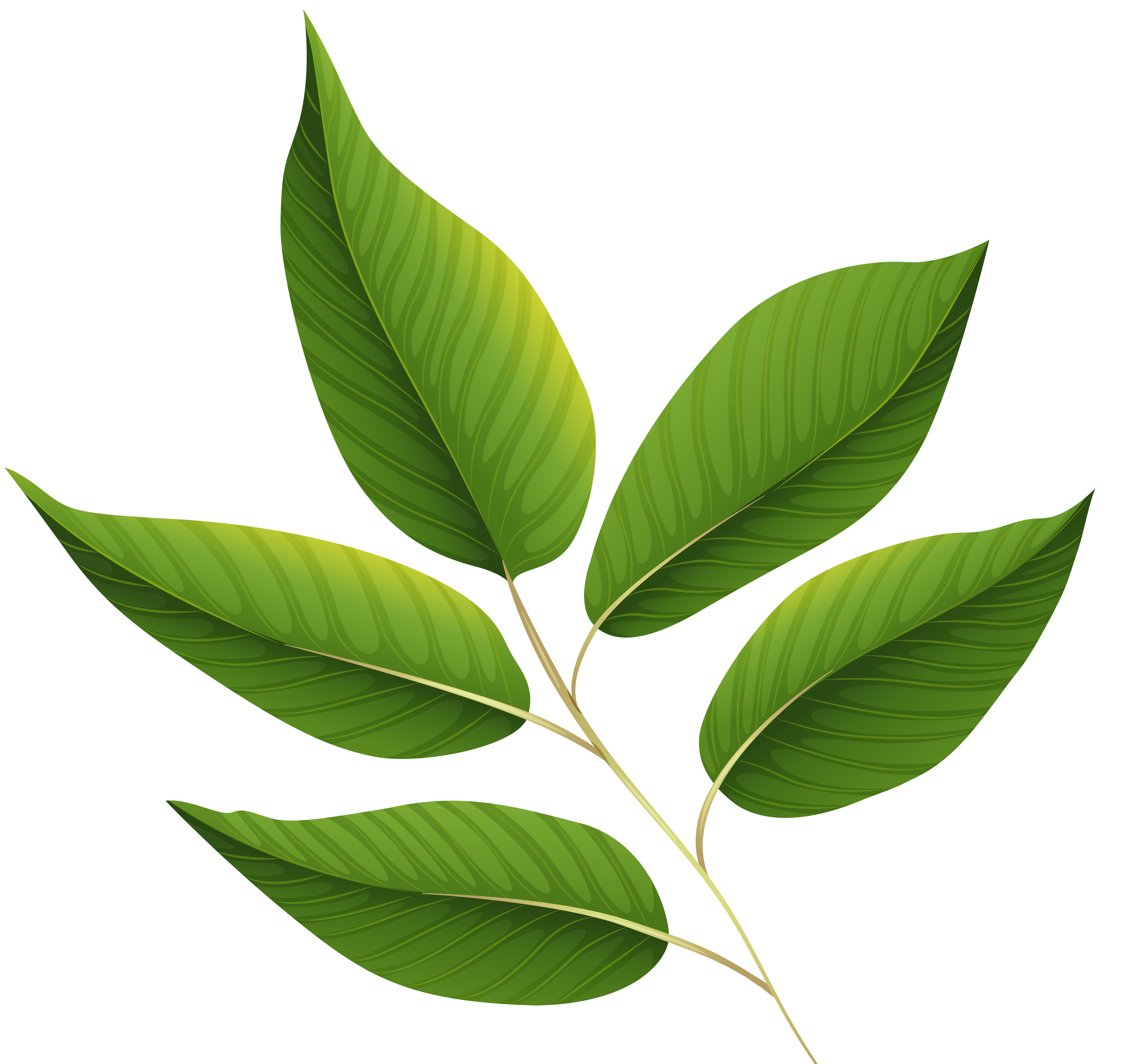 tree leaves clipart