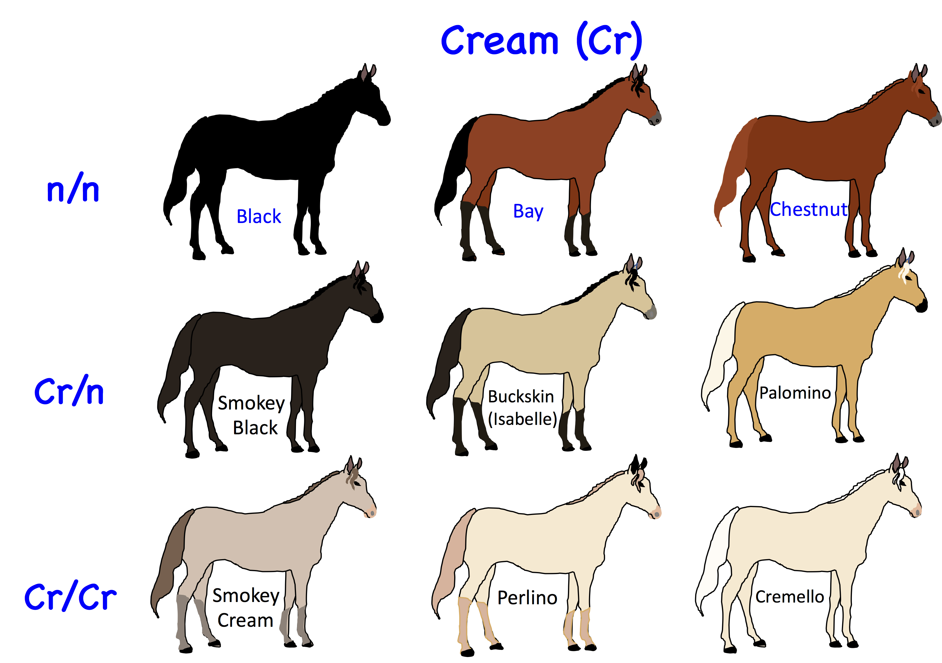 foal colour calculator