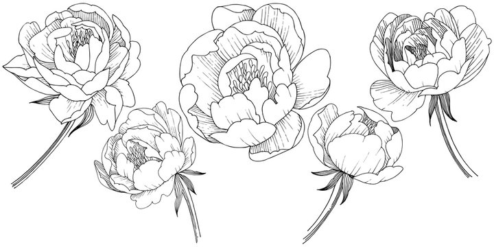 peony drawing