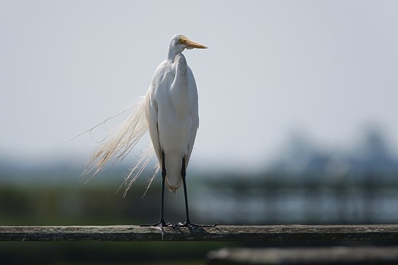 egret x forum