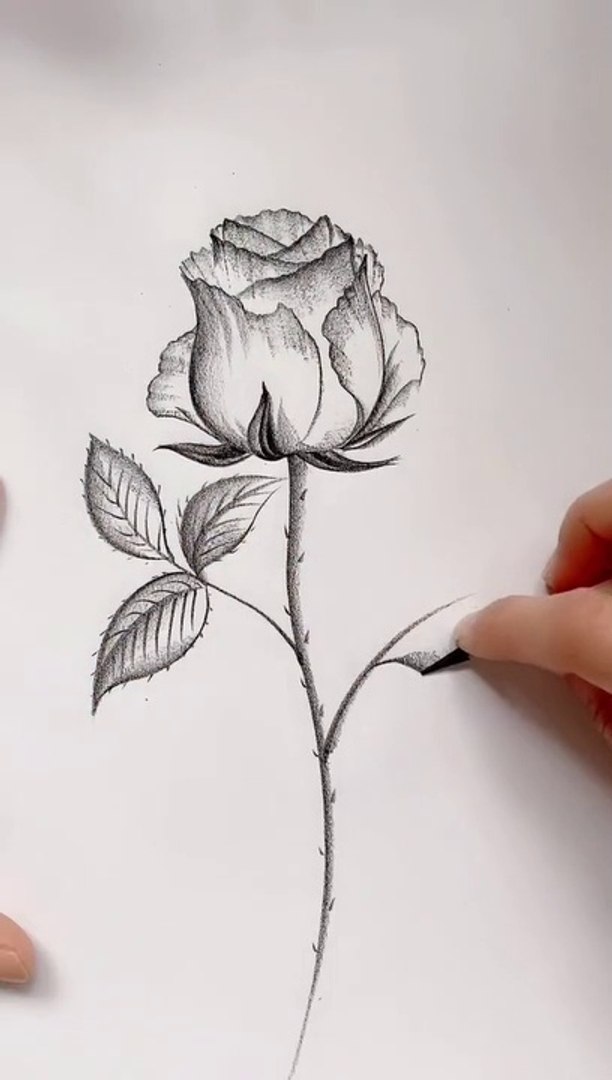 pencil sketch drawing flowers