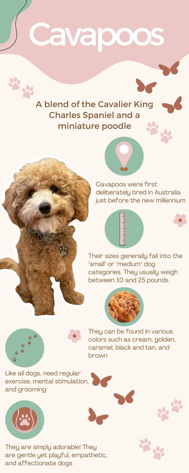 hypoallergenic cavapoo