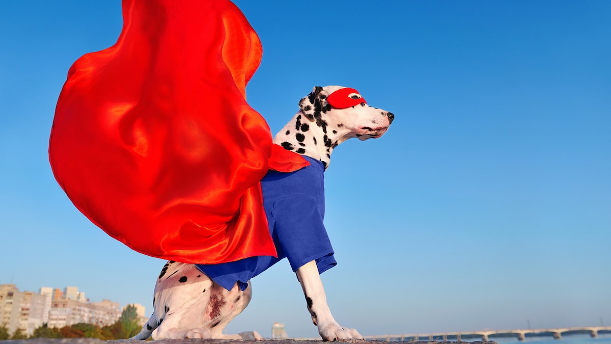 dog superhero costume