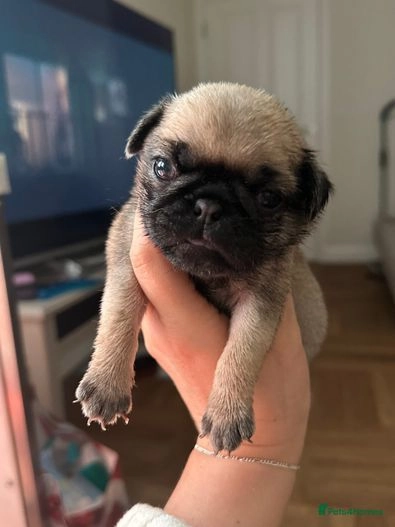 pug puppies for sale