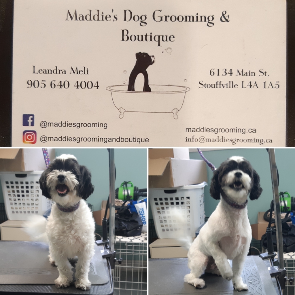 dog grooming stouffville