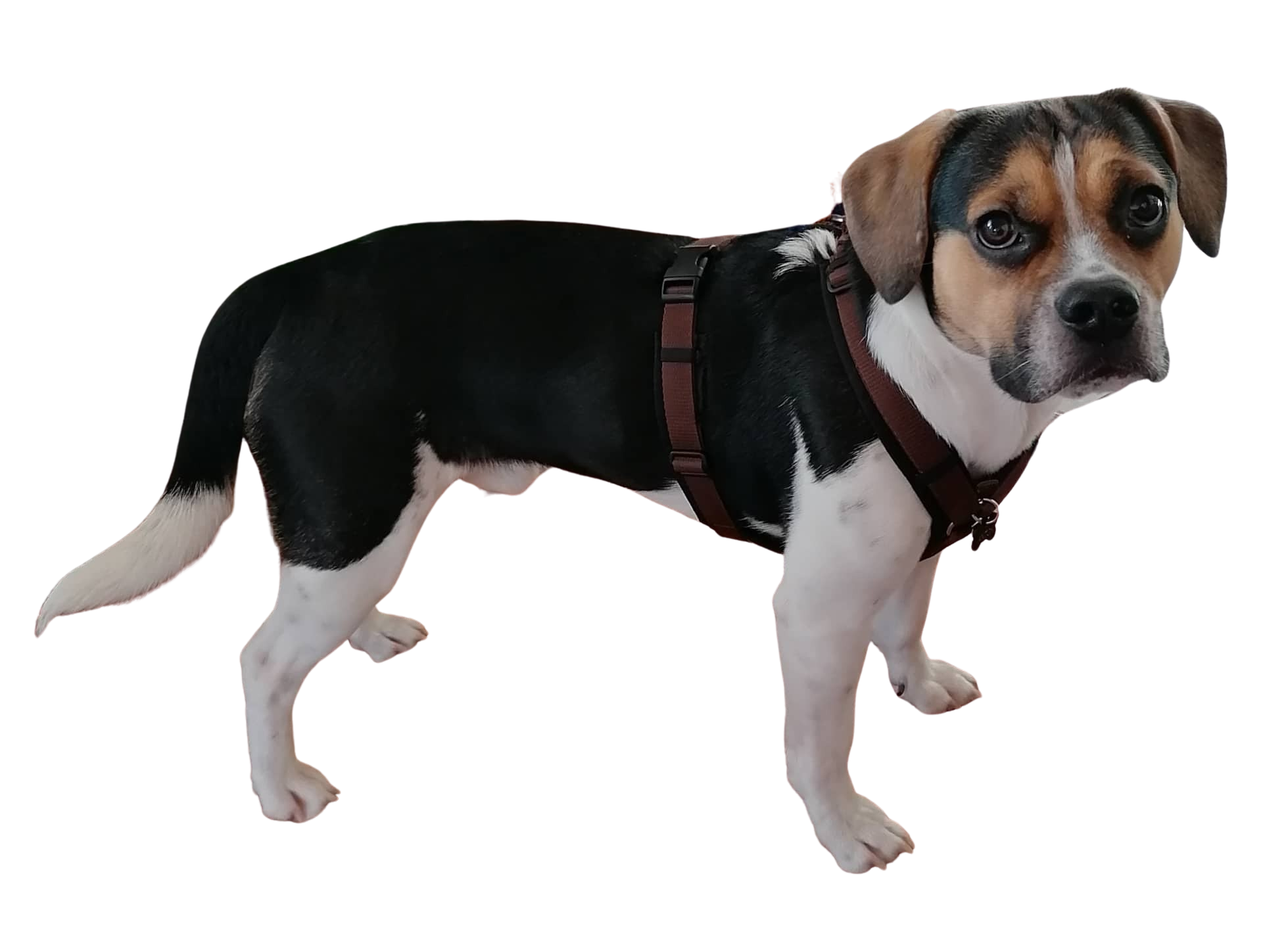frenchie beagle mix