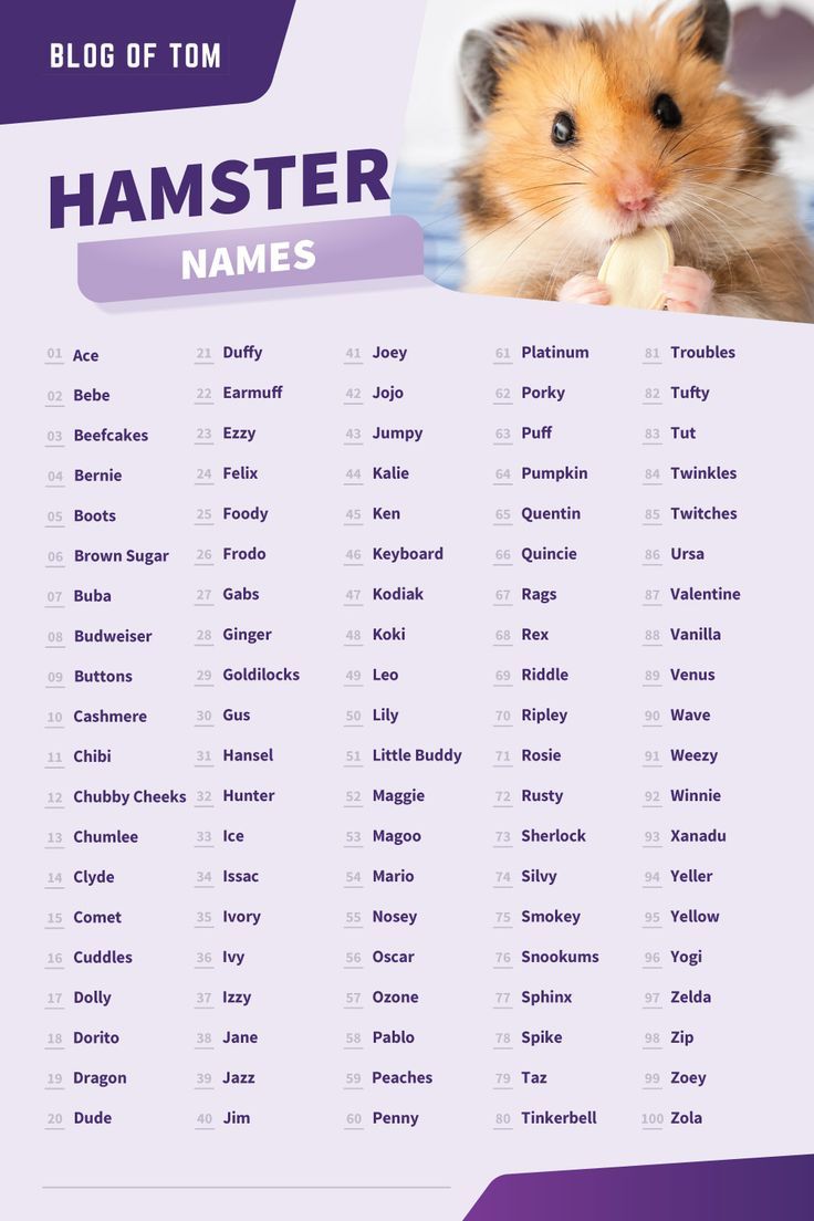 cute female hamster names