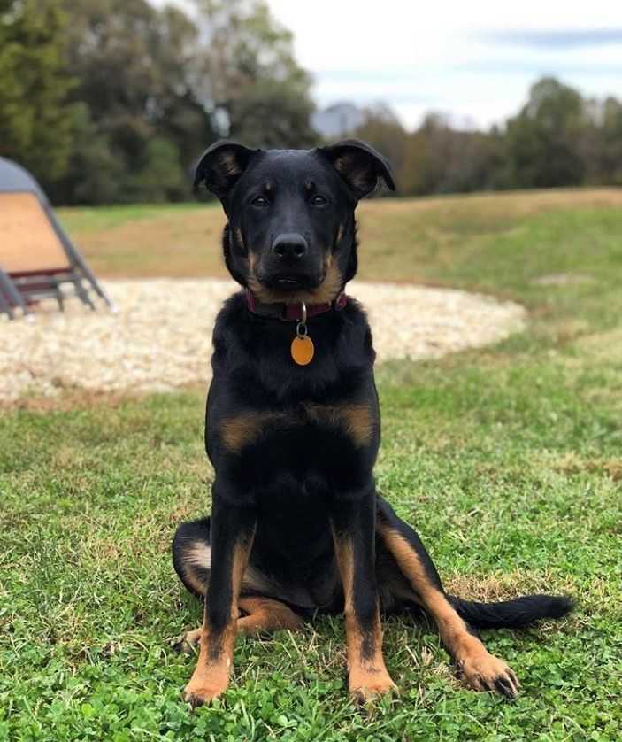 gsd rottweiler cross