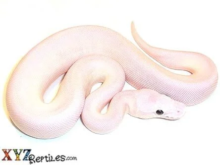 leucistic blue eyed python