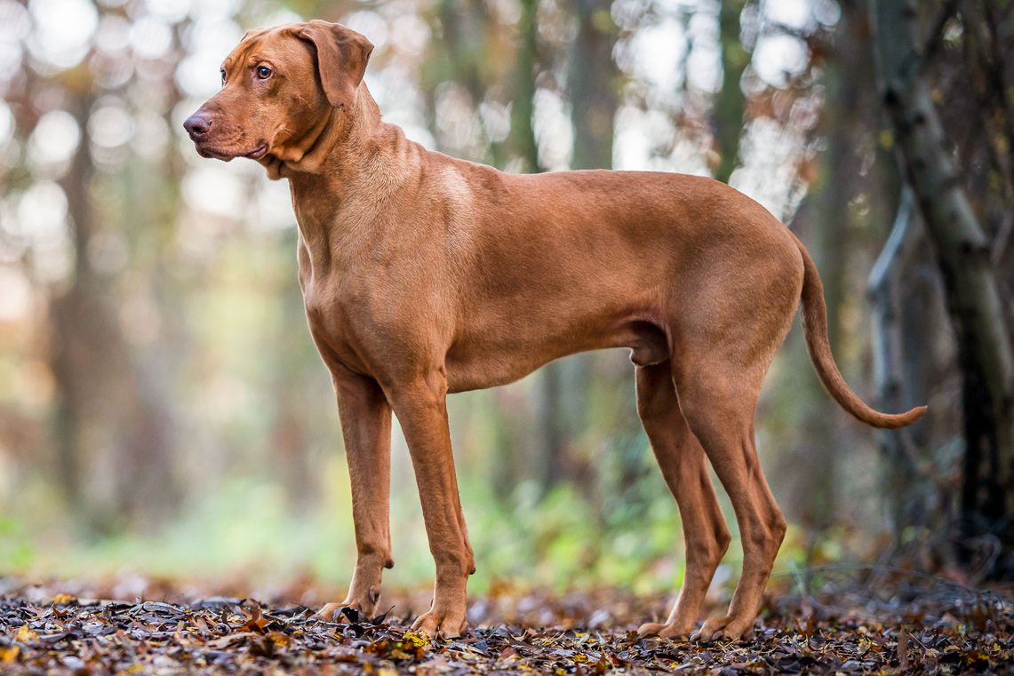 pictures of rhodesian ridgeback dogs