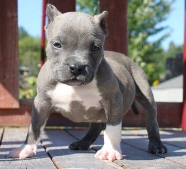 miniature pitbull breeds