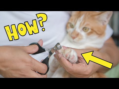 can you use human nail clippers on cats