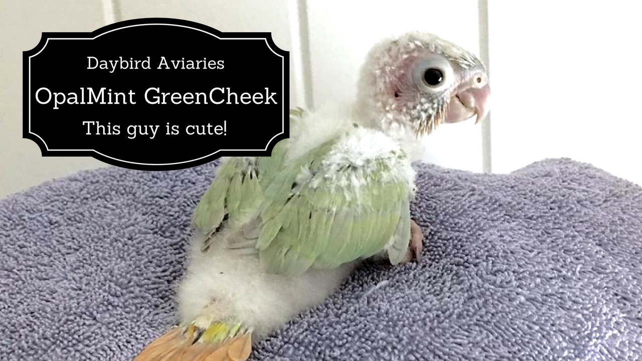 mint green cheek conure