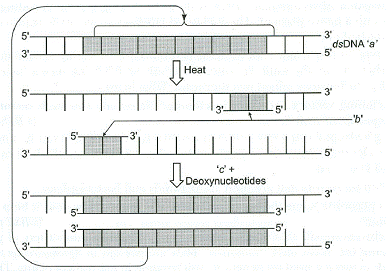 pcr diagram ncert