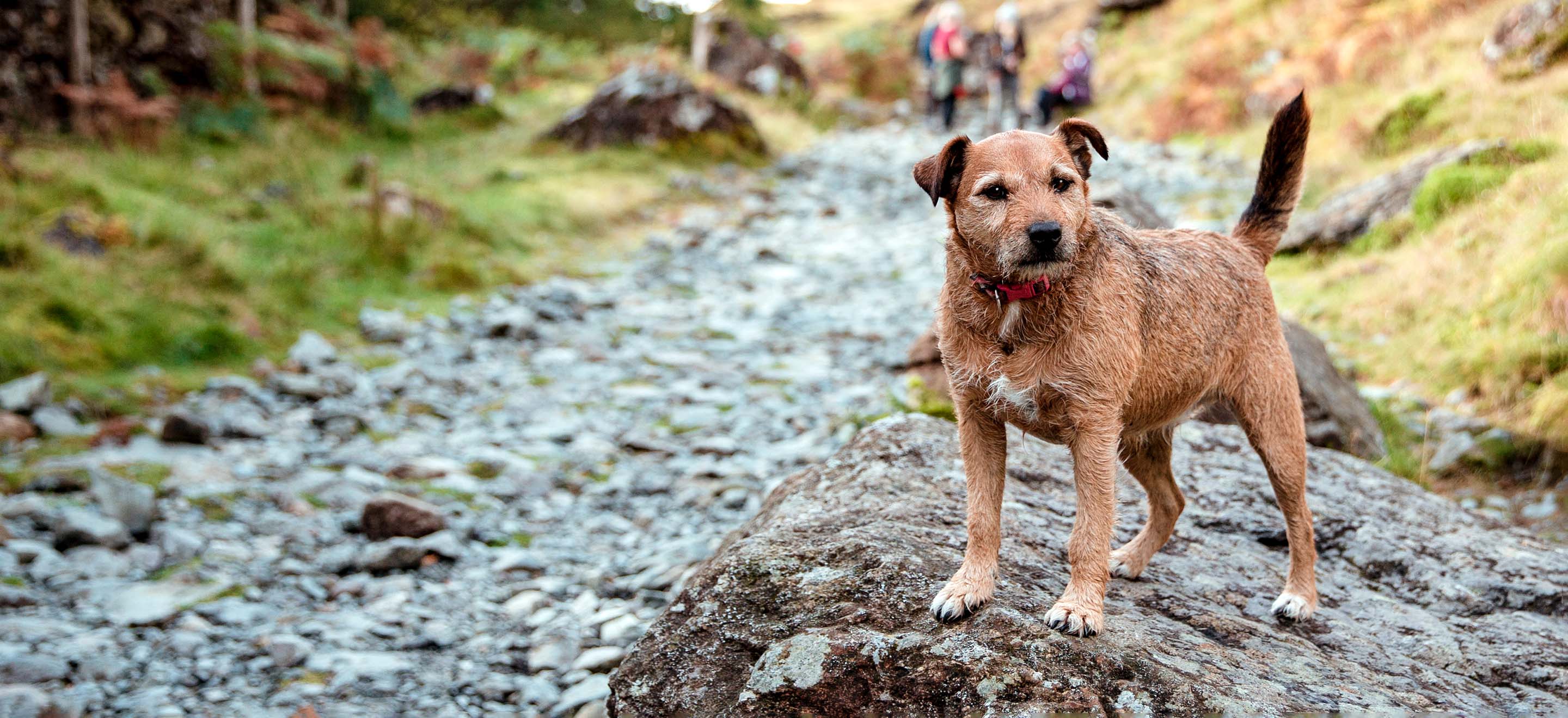 patterdale terriers for sale near me