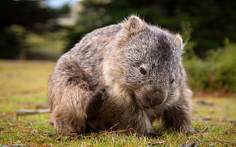 pissy wombat