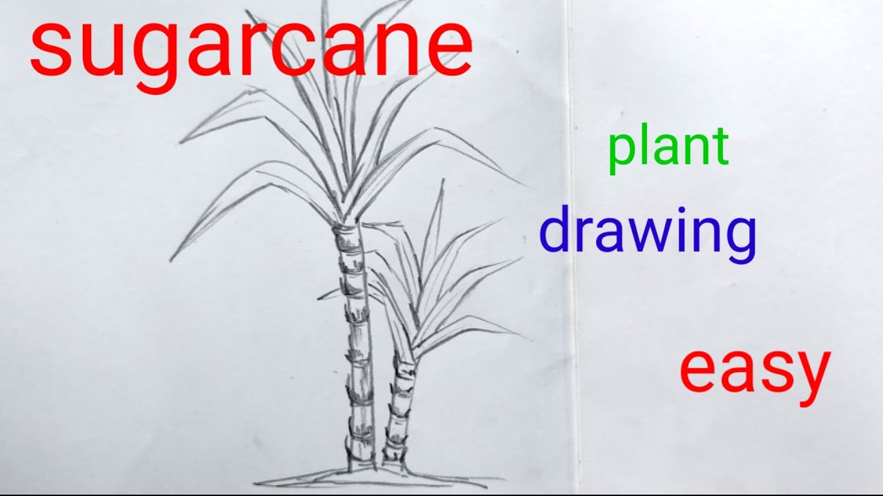 simple sugarcane drawing