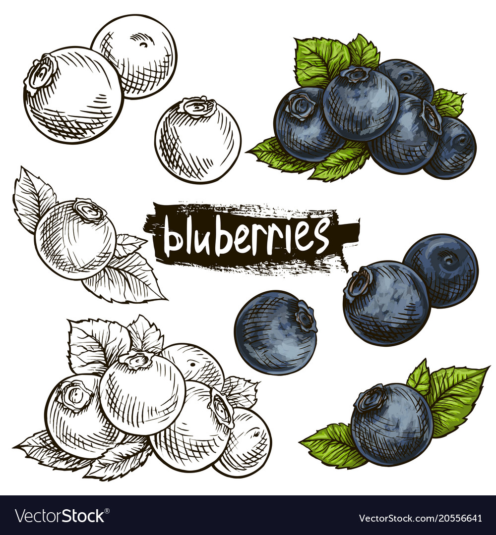 drawn blueberry