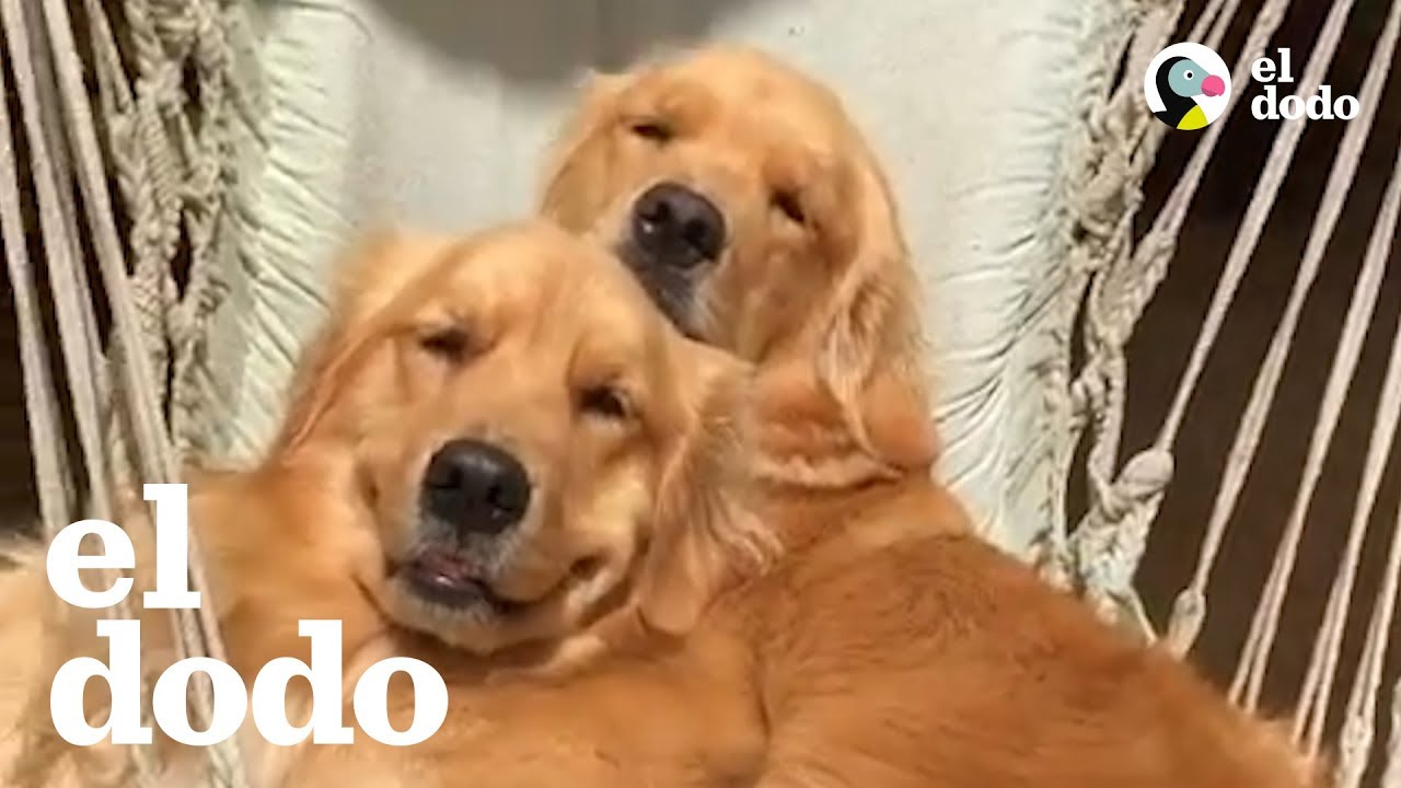 golden retriever videos