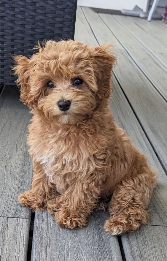 images of maltipoo puppies