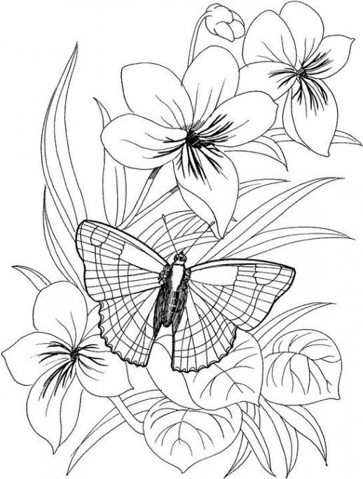 butterfly on a flower coloring pages