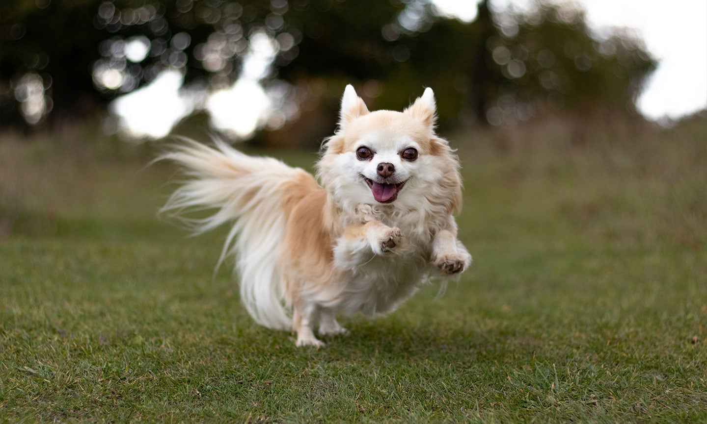 images of a chiwawa dog