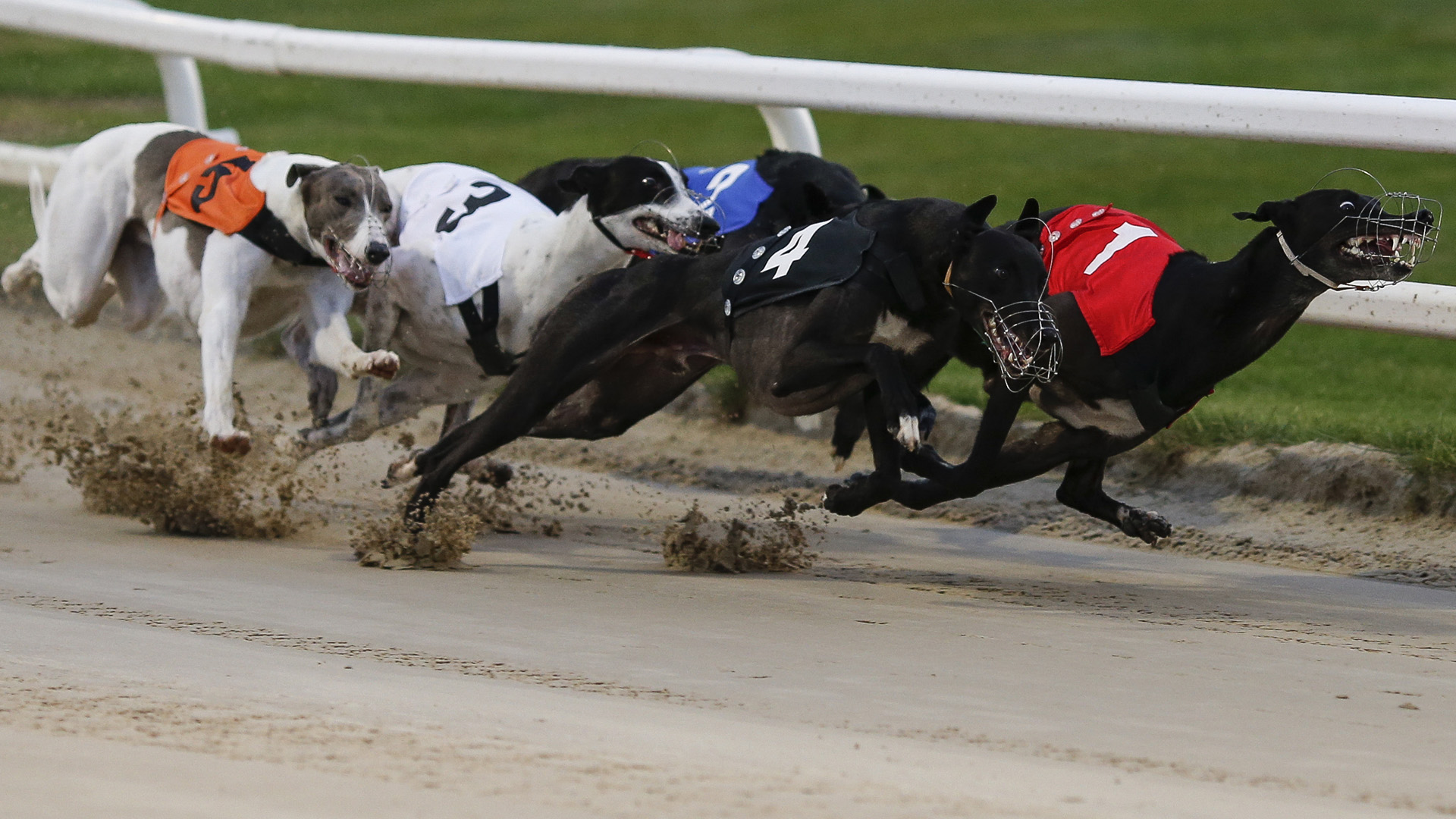 last nights greyhound results