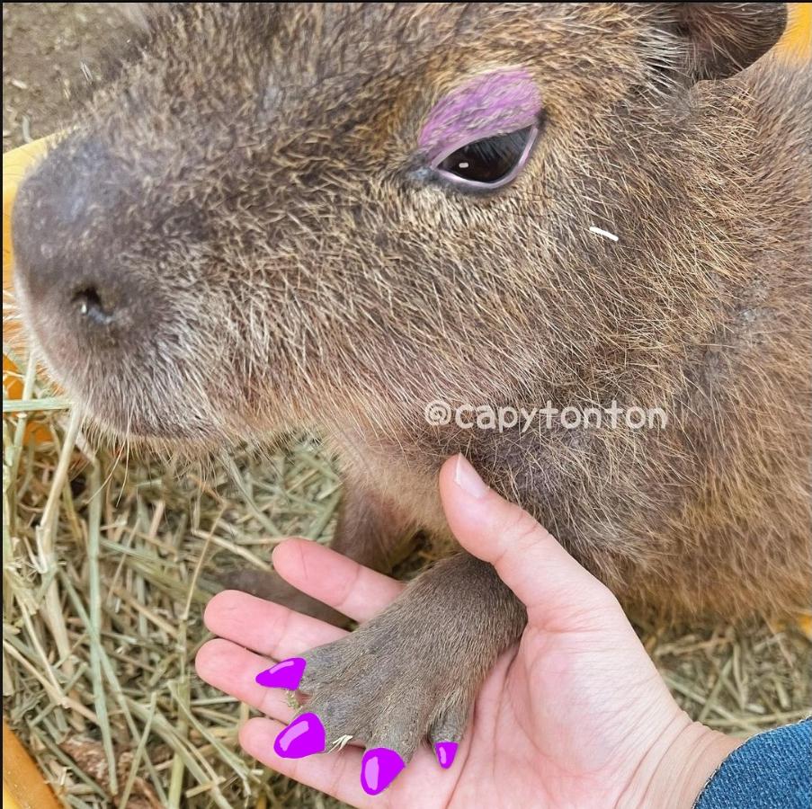 capybara slay