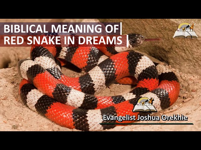 coral snake dream meaning