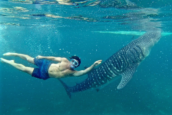 philippines whale shark oslob