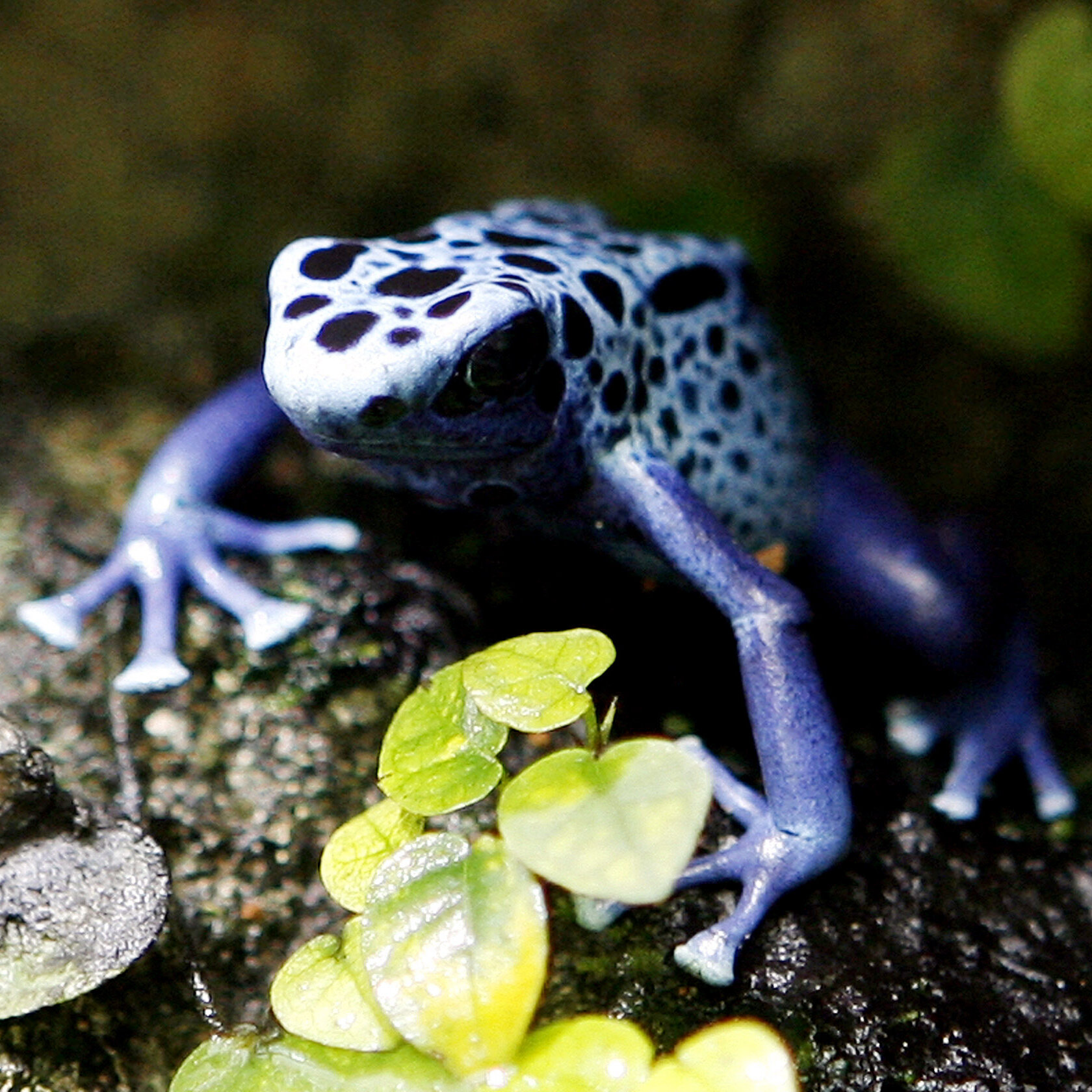 poison frog images