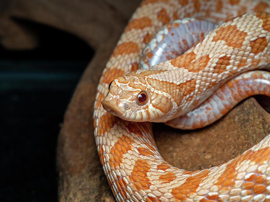 albino hognose snake