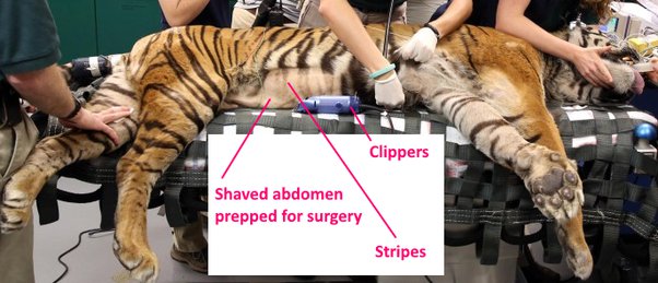 if you shaved a tiger would it still be striped