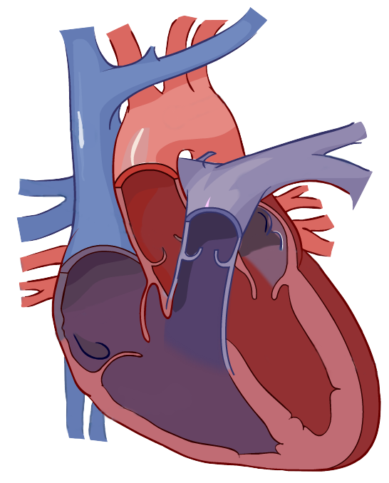 unlabelled diagram of the heart