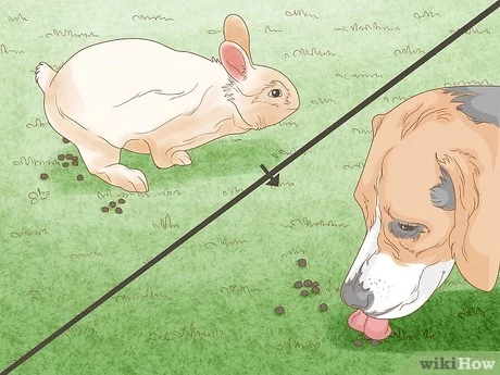 rabbit droppings dogs eating