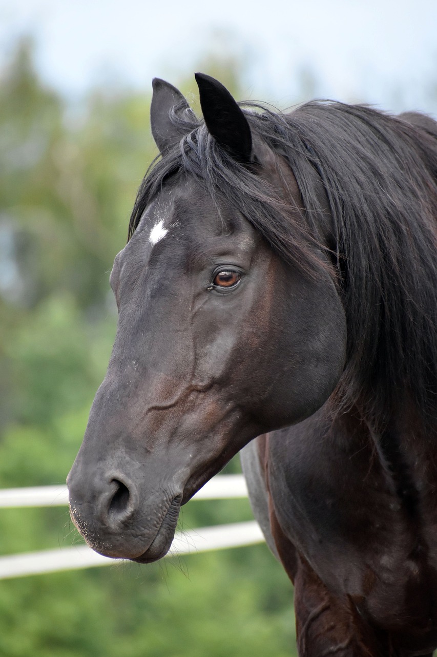 foto de cabeza de caballo