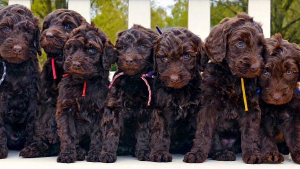 bow valley labradoodles