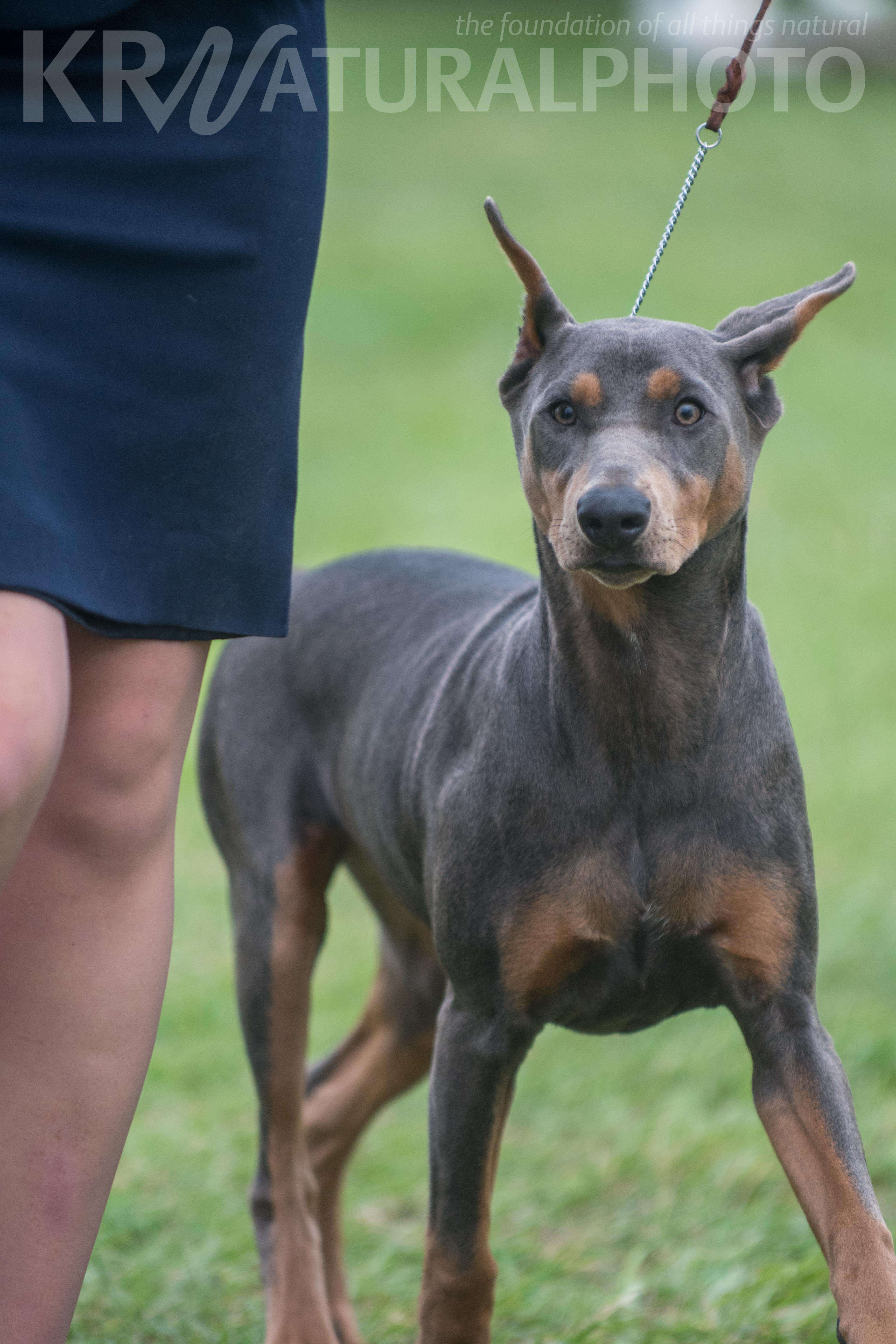 blue doberman dog