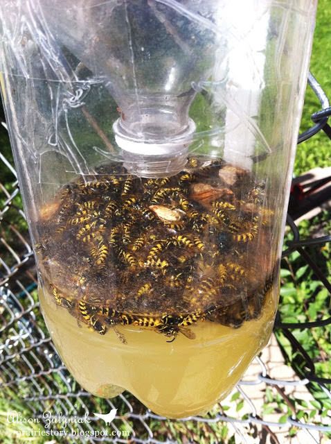 homemade wasp traps